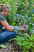 Woman harvesting Brassica oleracea var. gongylodes - Purple Kohlrabi