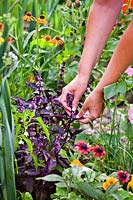 Picking leaves of Ocimum basilicum - Red Basil - from plants grown in mixed bed