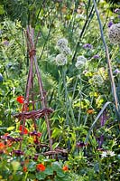 Wigwam plant support with climbing Nasturtium - in a mixed bed
