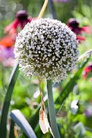 Allium porum - Leek - flower head