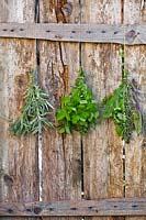Bunches of herbs hung up to dry: Salvia officinalis - Sage, Melissa officinalis - Lemon Balm - and bunch of mixed herbs