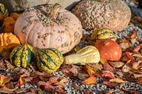 Cucurbita pepo - Pumpkin, squash, gourd and autumn leaves display at RHS Wisley gardens