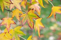 Liquidambar styraciflua 'Moraine' - Sweet gum tree foliage 