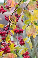 Crataegus persimilis prunifolia splendens - Cockspur Thorn berries and foliage 
