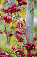 Crataegus persimilis prunifolia splendens - Cockspur Thorn - berries 