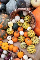 Cucurbita pepo - Pumpkin, squash and gourd autumn display at RHS Wisley gardens