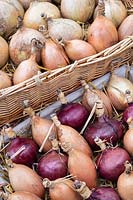 Allium cepa - Red onions with shallots on an autumn display at RHS Wisley gardens