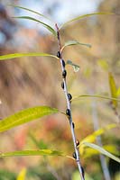 Salix irrorata - Blue-stem willow foliage and buds 