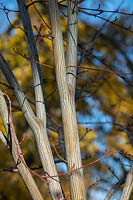 Acer davidii 'Viper' or 'Mindavi' - Snake Bark Maple - looking up at patterned bark