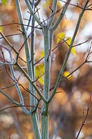 Acer davidii VIPER 'mindavi' - Snake bark maple 'Viper' tree bark 