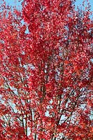 Acer rubrum 'October glory' - Red maple 'October Glory' foliage
