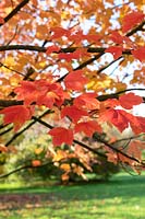 Acer rubrum 'October Glory' - Red Maple