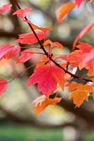 Acer rubrum 'October Glory' - Red Maple 