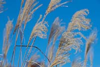 Miscanthus sinensis 'Altweibersommer' - Eulalia 'Altweibersommer' - against a blue sky