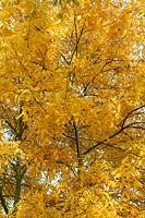 Carya glabra - Pignut hickory tree foliage 