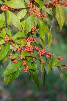 Ilex verticillata 'Winter Gold' - Winterberry - foliage and berries 