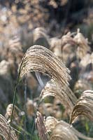 Miscanthus 'Nepalensis' - Himalayan fairy grass in autumn.