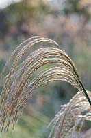 Miscanthus 'Nepalensis' - Himalayan fairy grass in autumn.