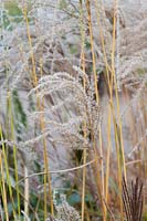 Miscanthus Sinensis 'Ferner osten' - Eulalia 'Ferner osten' grass in autumn.