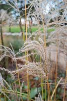 Miscanthus Sinensis 'Ferner osten' - Eulalia 'Ferner osten' grass in autumn.