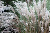 Miscanthus sinensis 'Cindy' - Eulalia 'Cindy' in autumn.