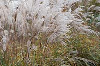 Miscanthus sinensis 'Cindy' - Eulalia 'Cindy' in autumn.