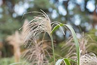 Miscanthus Sinensis var. condensatus 'Cosmopolitan' - Eulalia 'Cosmopolitan' grass in autumn.