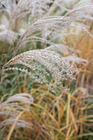 Miscanthus Sinensis 'Blutenwunder'  - Eulalia 'Blutenwunder' grass in autumn.