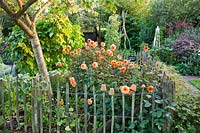 Chestnut palling enclosing edible garden. Dahlia 'David Howard'.