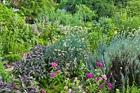 Mixed herb bed with Salvia sclarea, Helichrysum italicum, Duanthus, Lavatera trimestris - rose mallow, Salvia officinalis 'Purpurescens', chamomile.