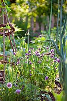 Alliums in bed - leeks, chives and onions.