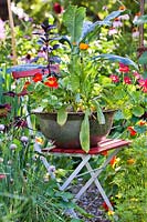 Miniature edible garden in an old tin bowl - basil, nasturtium, marigolds and kale.