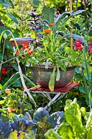 Miniature edible garden in an old tin bowl - basil, nasturtium, marigolds and kale.