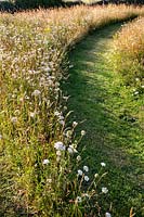 Pathway cut through wildflower meadow, planting includes: Daucus carota - Wild Carrot, Centaurea nigra - Knapweed, Agrostis capillaris - Common bent, Agrostis vinealis - Brown Bent, Cynosurus cristatus - Crested Dogstail