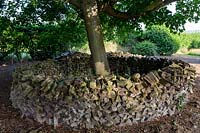 Acer platanoides - Norway Maple - with decorative circular wood pile habitat around trunk