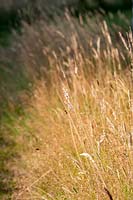 Meadow including Agrostis capillaris - Common Bent and Agrostis vinealis -Brown Bent