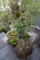 Birdseye view of a timber deck with a Queensland Bottle Tree, Brachychiton rupestris, growing through it featuring lichen encrusted sandstone boulders, bromeliads and a collection of airplants, Tillandsias growing in the tree.