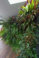 A vertical wall garden undercover on a timber deck, with a heavy planting of shade loving plants, begonia, maidenhair fern, a tropical fig, bromeliads and a flowering Flamingo Flower.
