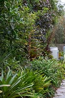 A garden edged with Mondo Grass heavily planted with a dramatic planting of Alcantareas,  some of which are flowering with maroon and grey, green leaves interplanted with strappy leaved Cliveas.