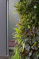 A vertical wall garden, with a heavy planting of shade loving plants, begonia, maidenhair fern, and a tropical fig.