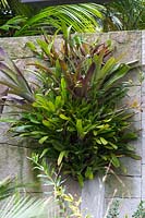 A sandstone wall made with irregular shaped blocks decorated with a display of bromeliads and orchids surrounded by garden palms and strappy leaved plants.