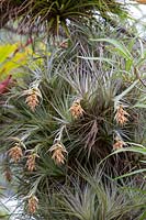 Tillandsias growing amongst the branches of a Brachychiton rupestris - Queensland Bottle Tree
