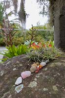 Pebbles, crystals and a clump of air plants - Tillandsias, on a large rock