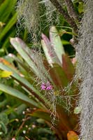 Epidendrum radicans - a Crucifix orchid with purple flowers in amongst Spanish moss.