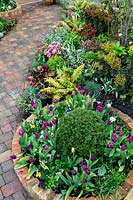 Spring border with raised circular bed and mixed planting including Tulipa 'Purple Flag'and Taxus baccata