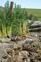 Umbilicus rupestris, Navelwort growing in old stone wall.