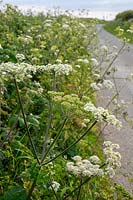 Heracleum sphondylium, commonly known as hogweed, common hogweed or cow parsnip.