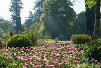 Bed of pink Tulips in the top garden at Forde Abbey.
