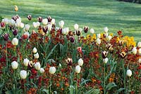 Mixed border with Tulips and Wallflowers including Tulipa 'Gavota'.