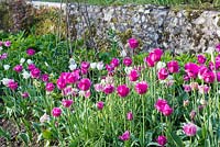 Mixed pink tulip border with Tulipa 'Honeymoon' and Tulipa 'Fancy Frills'.